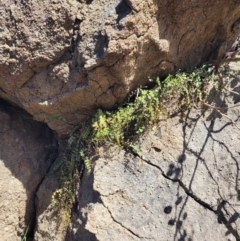 Asplenium flabellifolium (Necklace Fern) at Cooleman Ridge - 22 Nov 2023 by psheils