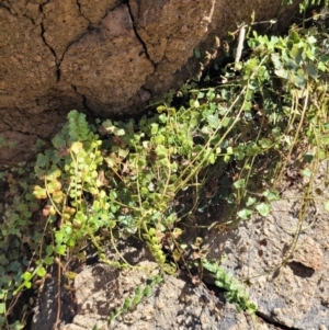 Asplenium flabellifolium at Cooleman Ridge - 22 Nov 2023