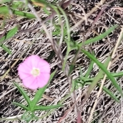 Convolvulus angustissimus subsp. angustissimus (Australian Bindweed) at Cooleman Ridge - 21 Nov 2023 by psheils