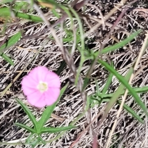 Convolvulus angustissimus subsp. angustissimus at Cooleman Ridge - 22 Nov 2023 10:17 AM