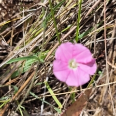 Convolvulus angustissimus subsp. angustissimus at Cooleman Ridge - 22 Nov 2023 10:17 AM