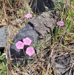 Convolvulus angustissimus subsp. angustissimus (Australian Bindweed) at Cooleman Ridge - 22 Nov 2023 by psheils