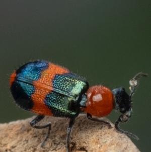 Dicranolaius bellulus at Murrumbateman, NSW - 21 Nov 2023