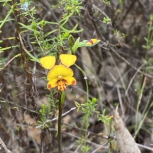 Diuris semilunulata at Namadgi National Park - 15 Oct 2023