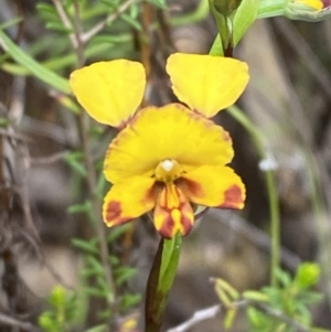 Diuris semilunulata at Namadgi National Park - suppressed