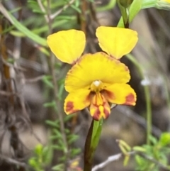 Diuris semilunulata at Namadgi National Park - suppressed