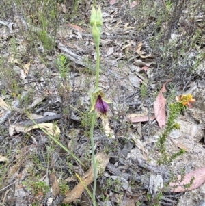 Calochilus platychilus at Namadgi National Park - 15 Oct 2023