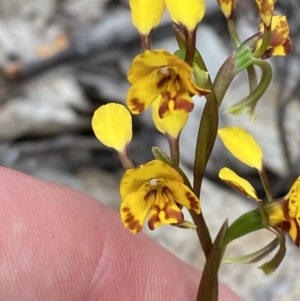 Diuris semilunulata at Namadgi National Park - 15 Oct 2023