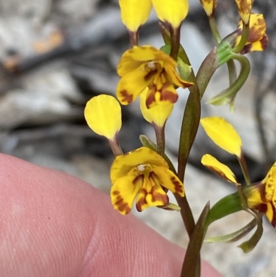 Diuris semilunulata (Late Leopard Orchid) at Namadgi National Park - 15 Oct 2023 by Tapirlord