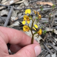 Diuris semilunulata at Namadgi National Park - suppressed