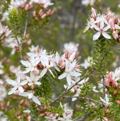 Calytrix tetragona (Common Fringe-myrtle) at Paddys River, ACT - 15 Oct 2023 by Tapirlord