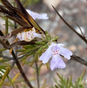 Westringia eremicola at Namadgi National Park - 15 Oct 2023