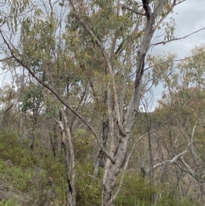 Eucalyptus nortonii at Namadgi National Park - 15 Oct 2023 02:11 PM