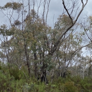 Eucalyptus nortonii at Namadgi National Park - 15 Oct 2023 02:11 PM