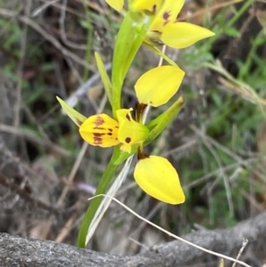 Diuris sulphurea at Namadgi National Park - 15 Oct 2023