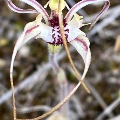 Caladenia parva (Brown-clubbed Spider Orchid) at Gibraltar Pines - 15 Oct 2023 by Tapirlord