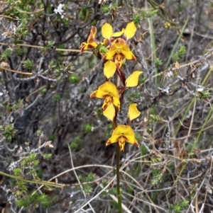 Diuris semilunulata at Paddys River, ACT - suppressed