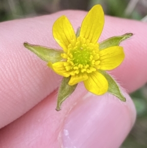 Ranunculus plebeius at Tidbinbilla Nature Reserve - 15 Oct 2023