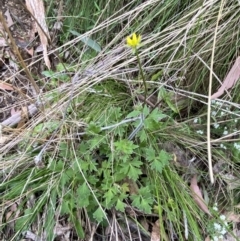 Ranunculus plebeius at Tidbinbilla Nature Reserve - 15 Oct 2023