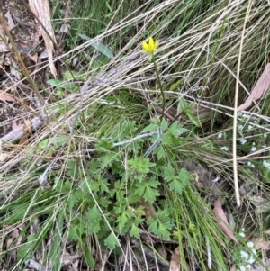 Ranunculus plebeius at Tidbinbilla Nature Reserve - 15 Oct 2023