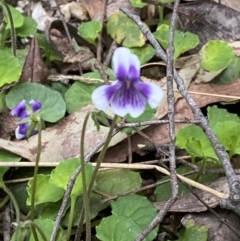 Viola hederacea (Ivy-leaved Violet) at Paddys River, ACT - 15 Oct 2023 by Tapirlord