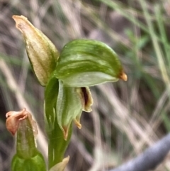 Bunochilus montanus (Montane Leafy Greenhood) at Paddys River, ACT - 15 Oct 2023 by Tapirlord