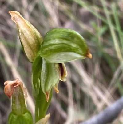 Bunochilus montanus (ACT) = Pterostylis jonesii (NSW) (Montane Leafy Greenhood) at Tidbinbilla Nature Reserve - 15 Oct 2023 by Tapirlord