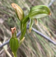 Bunochilus montanus (ACT) = Pterostylis jonesii (NSW) at Tidbinbilla Nature Reserve - suppressed