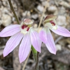 Caladenia carnea (Pink Fingers) at Paddys River, ACT - 15 Oct 2023 by Tapirlord