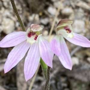 Caladenia carnea at Tidbinbilla Nature Reserve - suppressed