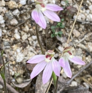 Caladenia carnea at Tidbinbilla Nature Reserve - suppressed