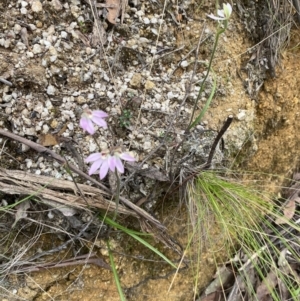 Caladenia carnea at Tidbinbilla Nature Reserve - suppressed