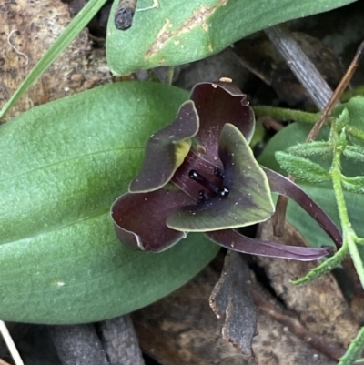 Chiloglottis valida (Large Bird Orchid) at Paddys River, ACT - 15 Oct 2023 by Tapirlord