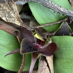 Chiloglottis valida at Tidbinbilla Nature Reserve - suppressed