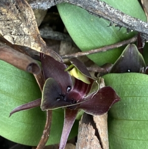 Chiloglottis valida at Tidbinbilla Nature Reserve - 15 Oct 2023