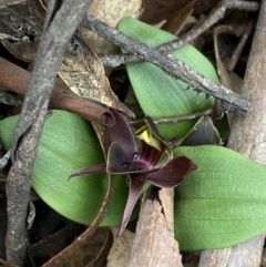 Chiloglottis valida at Tidbinbilla Nature Reserve - suppressed