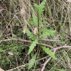 Senecio distalilobatus (Distal-lobe Fireweed) at Jedbinbilla - 14 Oct 2023 by Tapirlord