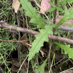 Senecio distalilobatus at Tidbinbilla Nature Reserve - 15 Oct 2023