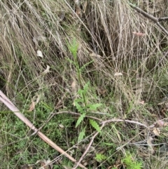 Senecio distalilobatus at Tidbinbilla Nature Reserve - 15 Oct 2023