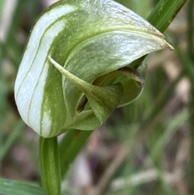 Pterostylis curta (Blunt Greenhood) at Tidbinbilla Nature Reserve - 14 Oct 2023 by Tapirlord