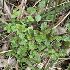 Australina pusilla subsp. muelleri (Small Shade Nettle) at Tidbinbilla Nature Reserve - 14 Oct 2023 by Tapirlord