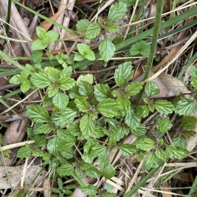 Australina pusilla subsp. muelleri (Small Shade Nettle) at Paddys River, ACT - 14 Oct 2023 by Tapirlord