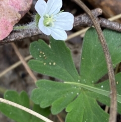 Geranium potentilloides var. potentilloides (Downy Geranium) at Tidbinbilla Nature Reserve - 14 Oct 2023 by Tapirlord