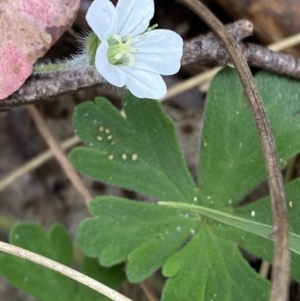 Geranium potentilloides var. potentilloides at Tidbinbilla Nature Reserve - 15 Oct 2023 10:29 AM