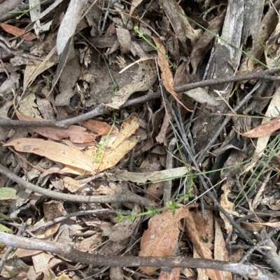 Galium ciliare subsp. ciliare at Paddys River, ACT - 14 Oct 2023 by Tapirlord