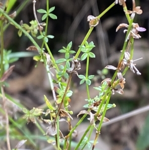 Galium leiocarpum at Tidbinbilla Nature Reserve - 15 Oct 2023 10:12 AM