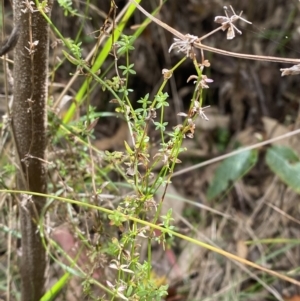 Galium leiocarpum at Tidbinbilla Nature Reserve - 15 Oct 2023 10:12 AM