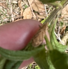 Lixus (genus) at Kangaroo Valley, NSW - suppressed