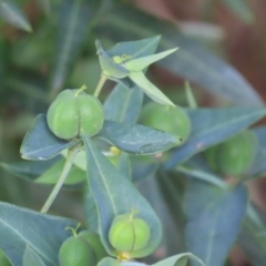 Euphorbia lathyris (Caper Spurge) at Tharwa Bridge - 22 Nov 2023 by SandraH