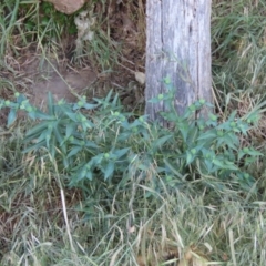 Euphorbia lathyris at Tharwa Bridge - 22 Nov 2023 09:51 AM